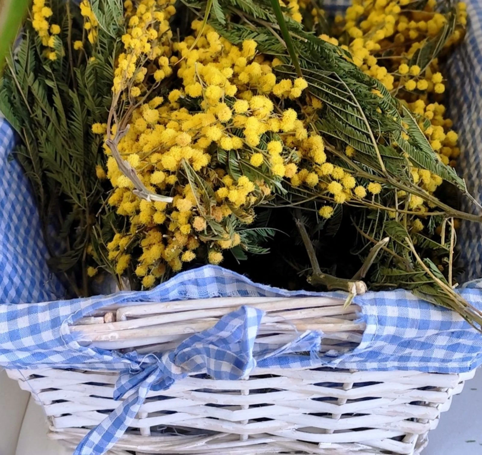Oorbellen Mimosa #bloem – photo 6